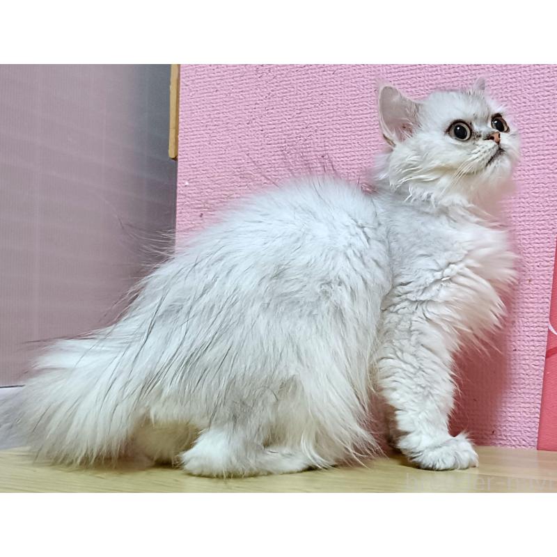 販売中の奈良県のペルシャ(チンチラ)-124583の5枚目
